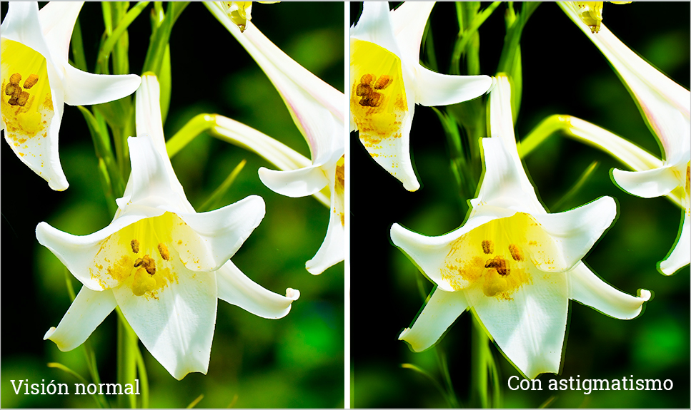 Flor que muestra la diferencia entre visión normal y astigmatismo.