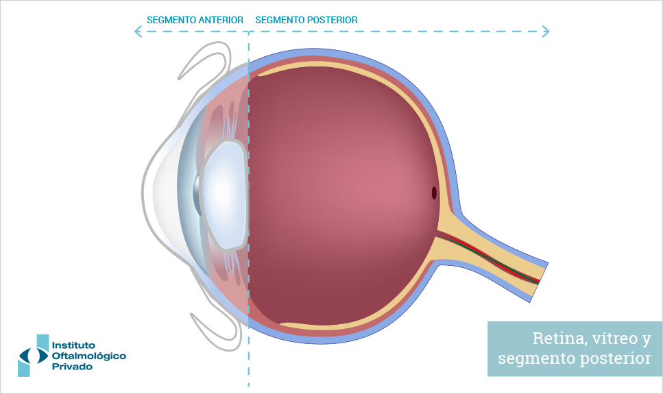 Anatomía del ojo humano: segmento posterior.