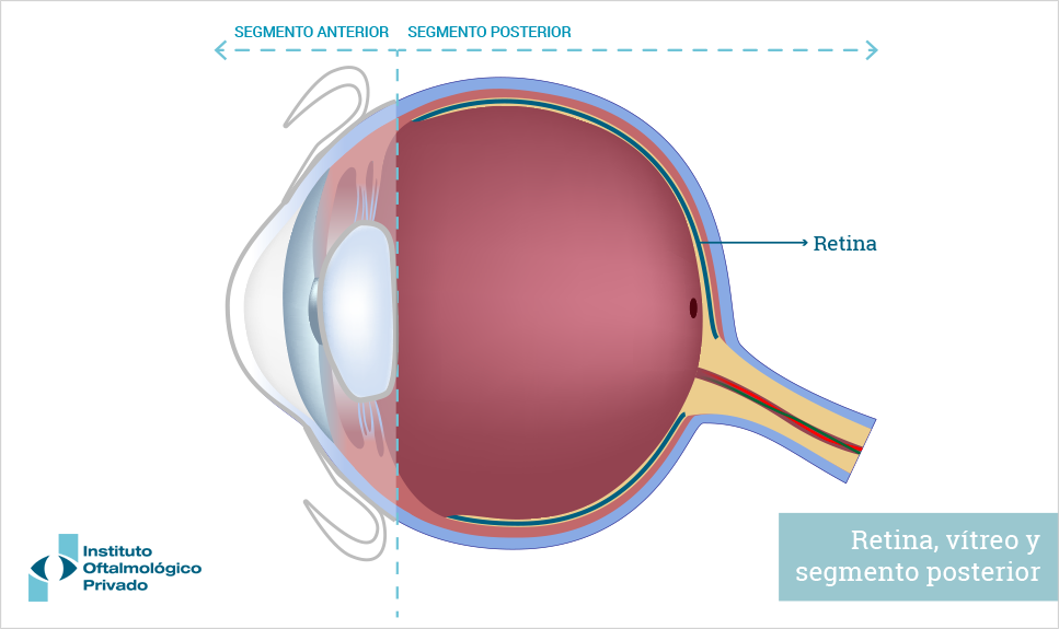 Anatomía del ojo: retina.