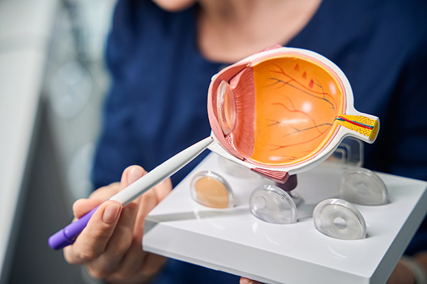 Modelo 3D de la anatomía del ojo
