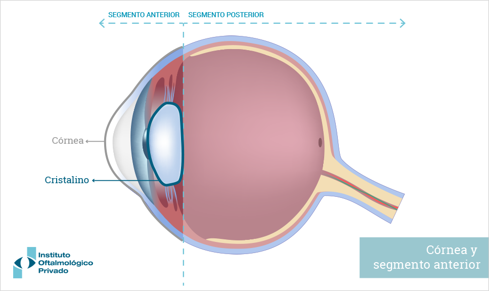 Anatomía del ojo: cristalino.