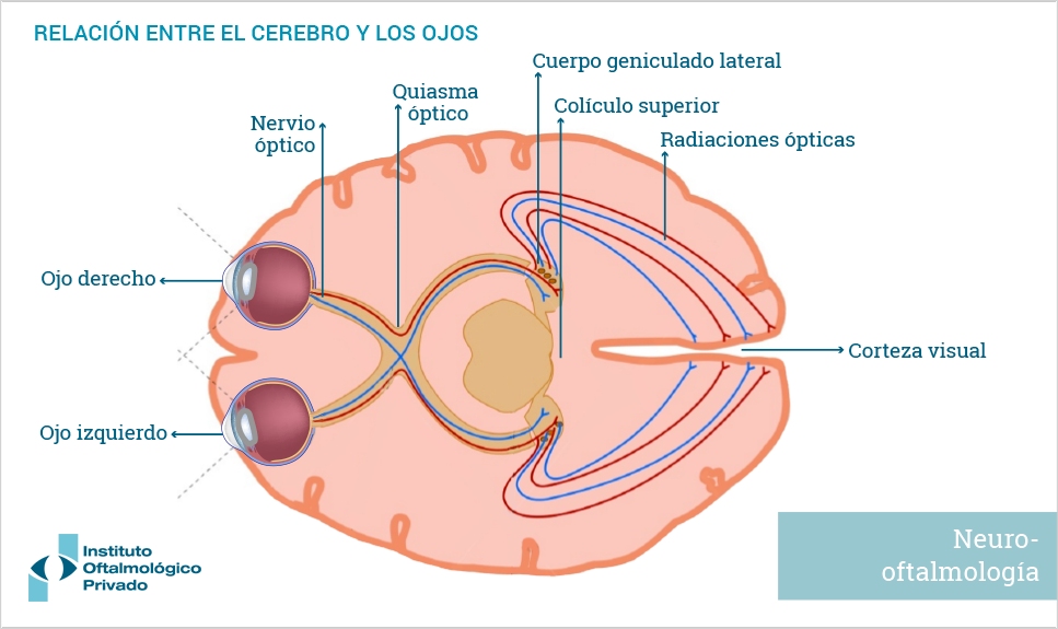 Anatomía del ojo humano con relación al cerebro.