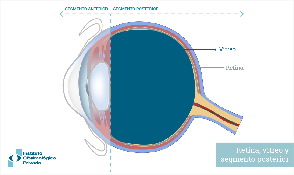 Anatomía del ojo: cristalino.